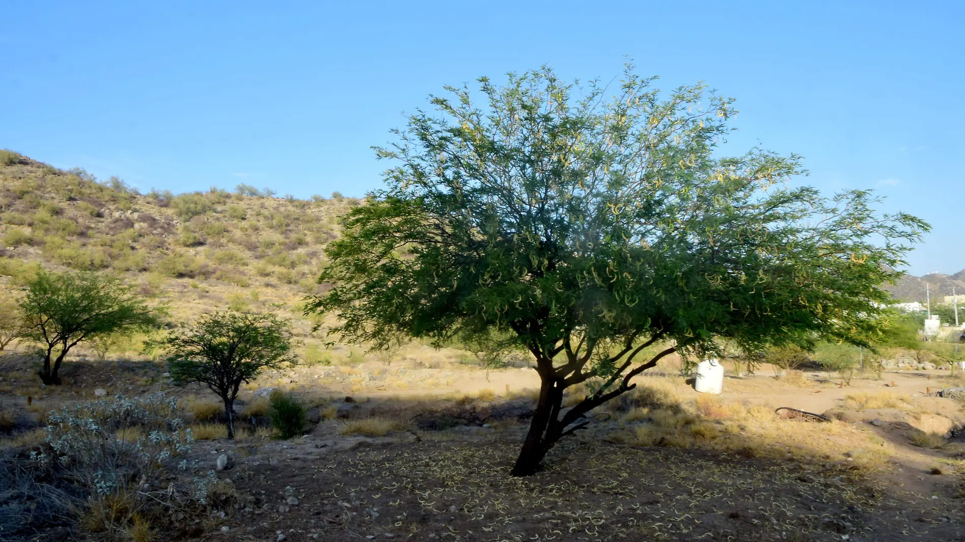 Cerro-Johnson-hermosillo 5